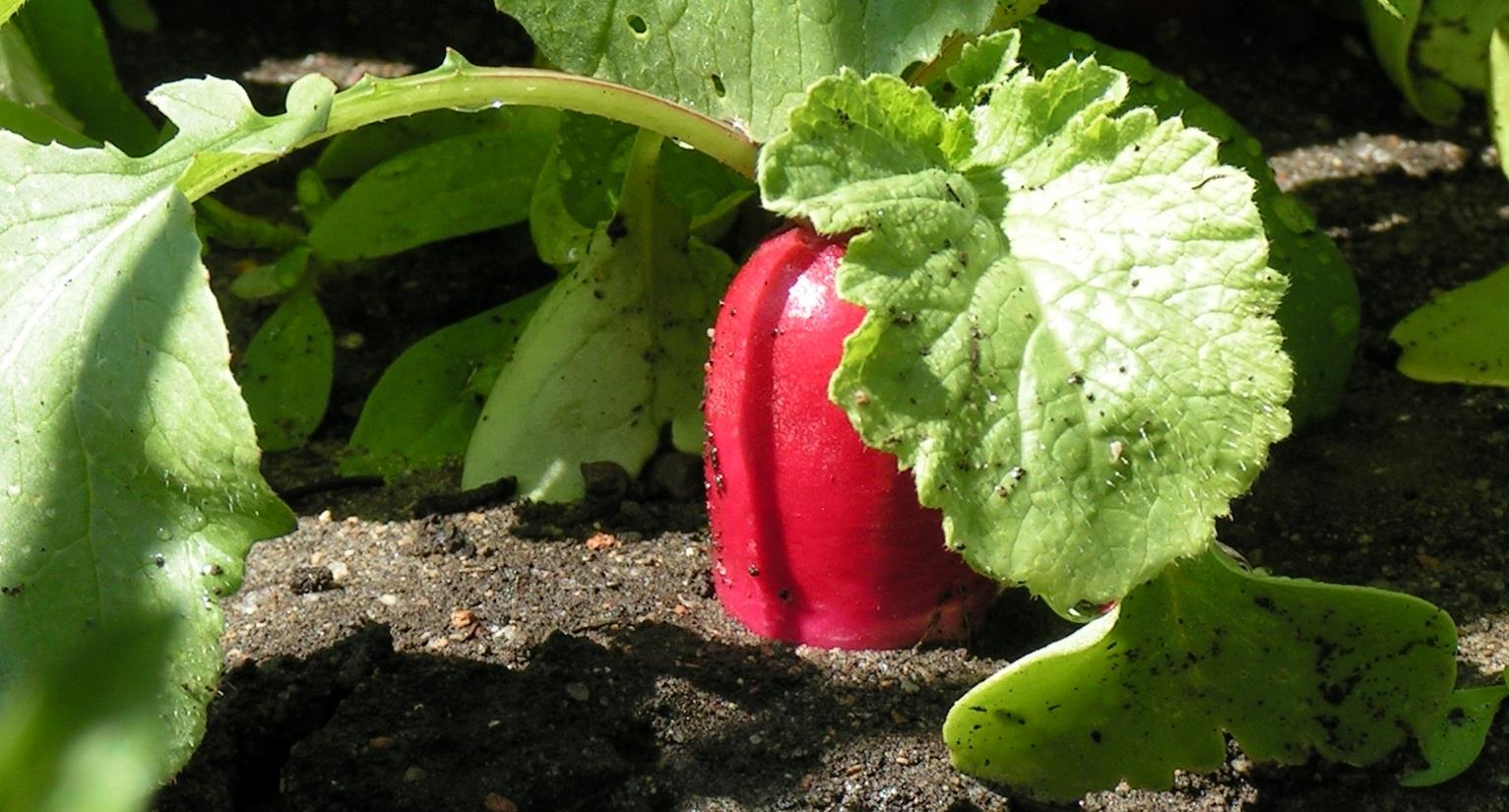 En rød radise med grønne blade stikker på af jorden